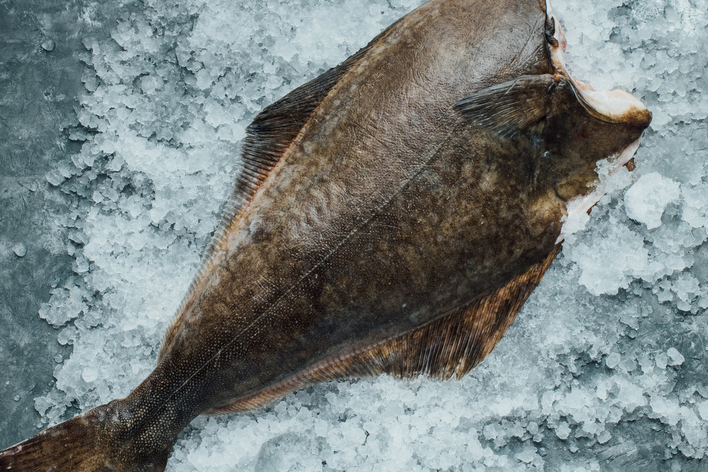 Wild Quebec Halibut by Oysterblood