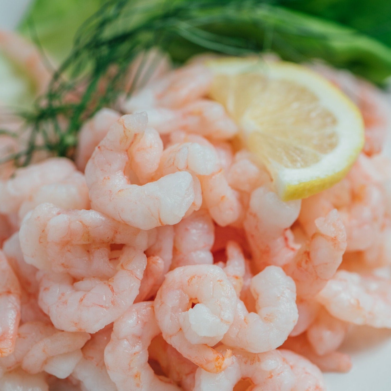Fresh Peeled Wild Matane Shrimp from Quebec 2.5 pounds