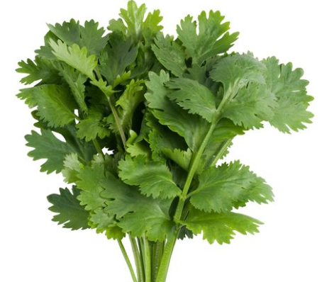 Coriander by Dime