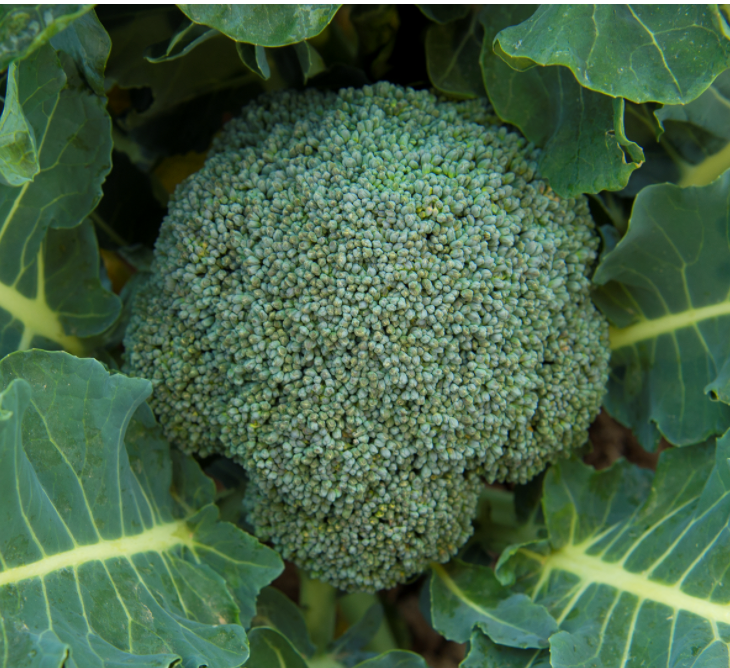 Broccoli - Organic, 1