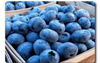 Organic Blueberries, 1 pint