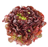 Organic Red Boston Lettuce | Laitue Rouge Boston Bio