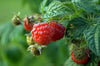 Organic Raspberries, 170g by Driscoll