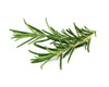 Fresh Rosemary by Dime